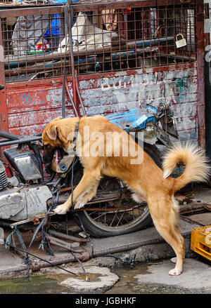 Ein Hund im Slum Region in Manila, Philippinen. Stockfoto