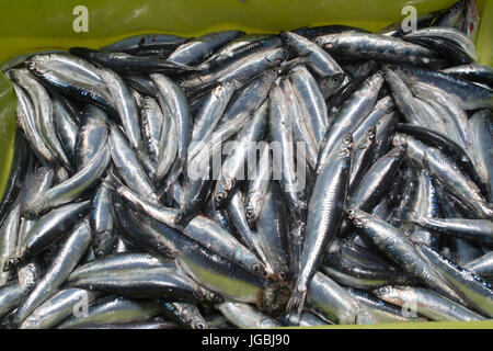 Schachtel mit fangfrische Sardinen, Santoña, Kantabrien, Spanien Stockfoto