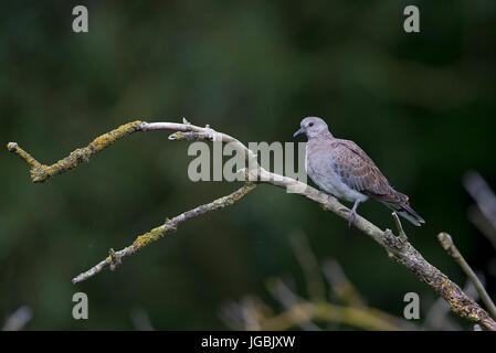 Turtle Dove (Streptopelia Turtur) Norfolk GB UK Juni 2017 Stockfoto