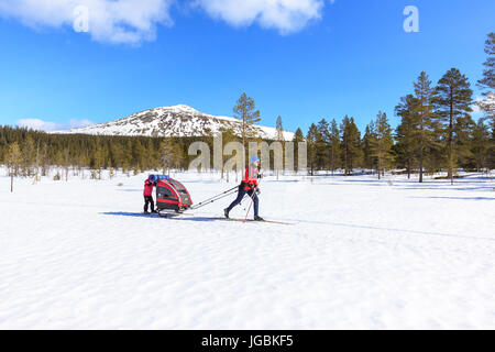 Skifahrerin zieht einen Schlitten mit Zicklein festhalten an der Rückseite des Schlitten, immer eine freie Fahrt. Sonniges Wetter, großen skandinavischen Landschaft. Stockfoto