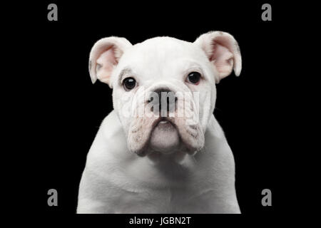 Britische Bulldogge Welpen Stockfoto