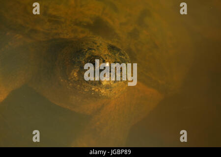 Snapping Turtle(s), Chelydra Serpentina, Maryland, aus dem Winterschlaf Stockfoto