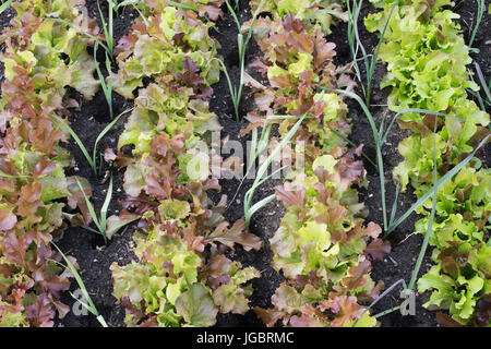 Lactuca Sativa und Allium Ampeloprasum. Salate und Lauch in einem Hochbeet in einem Gemüsegarten angebaut. UK Stockfoto