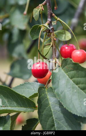 Prunus Cerasus. Saure Kirsche "Morello" Frucht auf einem Baum. UK Stockfoto