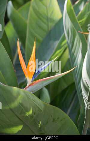 Strelitzia Reginae Paradiesvogel Blume Stockfoto