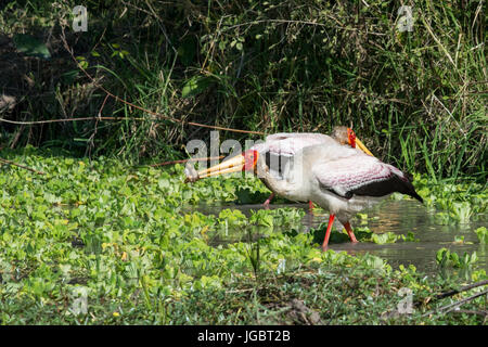 Sambia, South Luangwa Nationalpark. Gelb-billed Storch (WILD: Mycteria Ibis), aka Holz Storch oder Holz Ibis, große afrikanische waten Storch-Arten in der Stockfoto