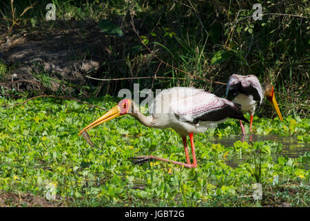 Sambia, South Luangwa Nationalpark. Gelb-billed Storch (WILD: Mycteria Ibis), aka Holz Storch oder Holz Ibis, große afrikanische waten Storch-Arten in der Stockfoto