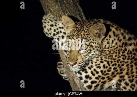 Sambia, South Luangwa Nationalpark. Junge weibliche Leoparden (WILD: Panthera Pardus) ca. 5 Monate alt, im Baum in der Nacht. Stockfoto