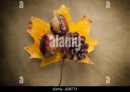 Ein einzelnes Ahorn Blatt im Herbst (Herbst) Farben auf antikisiert, bunten Papier mit Conkers und Tanne Kegel. Stockfoto