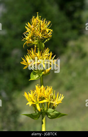 Große gelbe Enzian (Gentiana Lutea), Alpine Pflanze aus der Familie Ghentianaceae, Val de Bagnes, Wallis, Schweiz Stockfoto