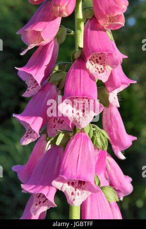 Fingerhut (Digitalis Purpurea L.), lila rosa Blumen, Pflanzen mit kardialen medizinischen Eigenschaften, Voralpen, Bayern, Deutschland Stockfoto