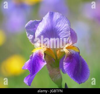 Hybrid Deutsche Schwertlilie (Iris Germanica x Hybrid), Blume, Bayern, Deutschland Stockfoto