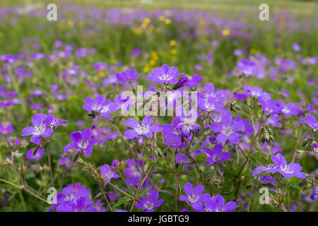 Wiesen-Storchschnabel (Geranium Pratense), Nordhalben, fränkischen Wald, Oberfranken, Franken, Bayern, Deutschland Stockfoto