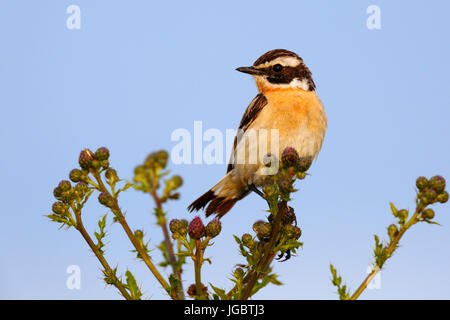 Braunkehlchen (Saxicola Rubetra) sitzen auf Disteln, mittlere Elbe-Biosphärenreservat, Sachsen-Anhalt, Deutschland Stockfoto