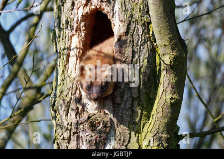 Europäischen Baummarder (Martes Martes), Männlich, spähte aus einem Astloch, Ruhestätte, Naturpark Fluss Landschaft Peenetal Stockfoto