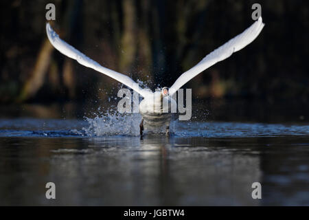 Höckerschwan (Cygnus Olor), Ausziehen aus dem Wasser, den Kopf, Natur Flusslandschaft Peenetal, Mecklenburg-Western Pomerania, Deutschland Stockfoto