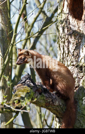 Europäischen Baummarder (Martes Martes), Männchen auf einem Ast, Kennzeichnung Territorialgrenzen, Naturpark Flusslandschaft Stockfoto