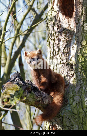 Europäischen Baummarder (Martes Martes), Männchen auf einem Ast, Kennzeichnung Territorialgrenzen, Naturpark Flusslandschaft Stockfoto