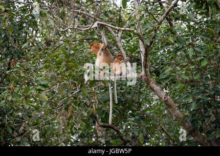 Nasenaffen in Baum Borneo Stockfoto