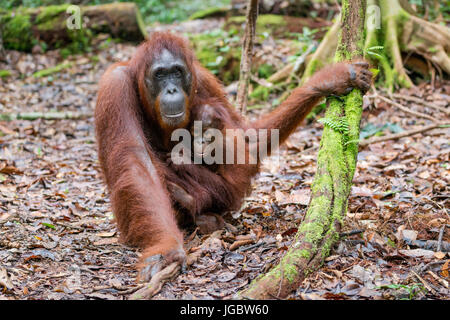 Borneo Orang-Utan (Pongo Pygmaeus), Frau mit Baby, Camp Leaky, Tanjung Puting NP, Kalimantan, Borneo, Indonesien Stockfoto