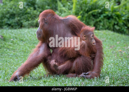 Borneo Orang-Utan (Pongo Pygmaeus), Frau mit Baby, Camp Leaky, Tanjung Puting NP, Kalimantan, Borneo, Indonesien Stockfoto