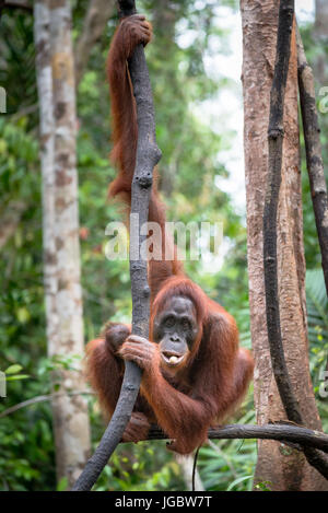 Borneo Orang-Utan (Pongo Pygmaeus), Frau mit Baby, Camp Leaky, Tanjung Puting NP, Kalimantan, Borneo, Indonesien Stockfoto