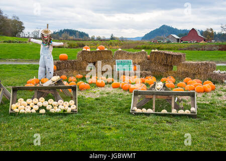 Kürbisse zum Verkauf am Bauernhof am Straßenrand stehen in Halloween Display mit Vogelscheuche und Heuballen Stockfoto