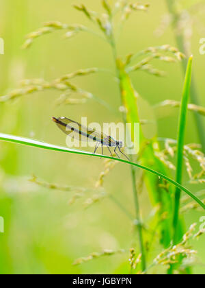 Prachtlibelle Calopteryx Splendens weibliche ruht auf Reed Fluss Wensum gebändert. Norfolk Stockfoto