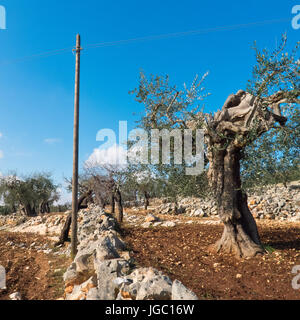 Olivenbäume von Apulien Ackerland. Stockfoto