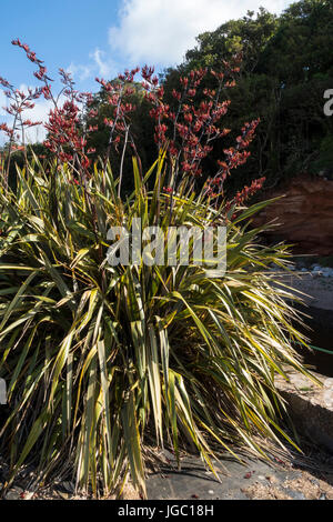 Eine große Phormium Tenax Variagata in voller Blüte in Sidmouth, Devon. Stockfoto