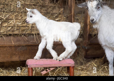 Kindermädchen und Kind Zwergziege in Stift. Stockfoto