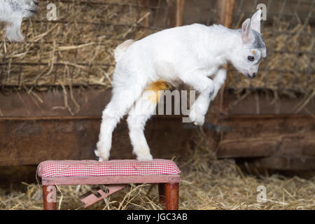 Kindermädchen und Kind Zwergziege in Stift. Stockfoto