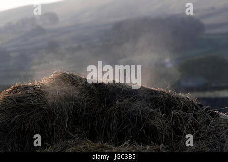 Haufen von Wirtschaftsdünger dämpfen und zerlegen und Freisetzung von Gasen in die Atmosphäre. Stockfoto