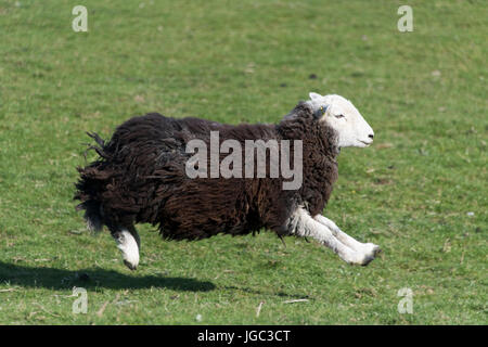 Herdwick Schafe auf der Flucht vor Asheepdog, Cumbria, UK. Stockfoto