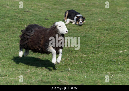 Herdwick Schafe auf der Flucht vor Asheepdog, Cumbria, UK. Stockfoto