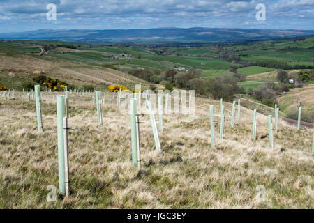 Moor in Cumbria mit neu gepflanzten Bäume auf als Teil der Schöpfung, Lebensraum. Cumbria, UK Stockfoto