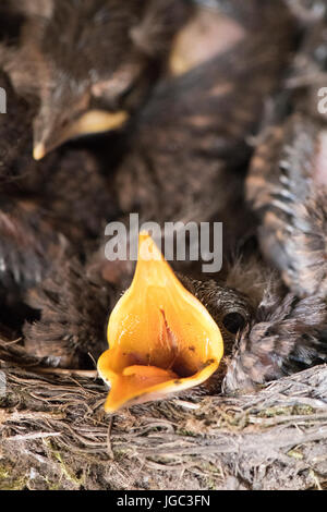 Junge Amsel, Turdus Merula, in einem Nest in ein landwirtschaftliches Gebäude Stockfoto