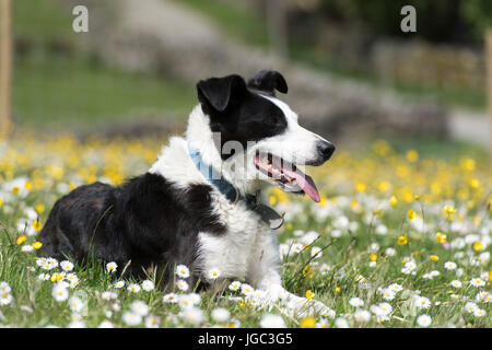 Alert Border Collie Schäferhund Dales Wiese, Spätfrühling. North Yorkshire, UK. Stockfoto