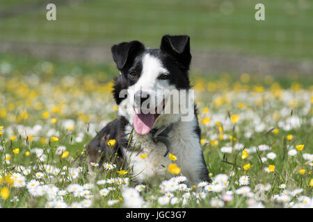 Alert Border Collie Schäferhund Dales Wiese, Spätfrühling. North Yorkshire, UK. Stockfoto