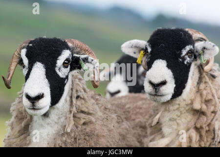 Swaledale Schafen im Upland Weide bereit, im späten Frühjahr zeigte North Yorkshire, UK. Stockfoto