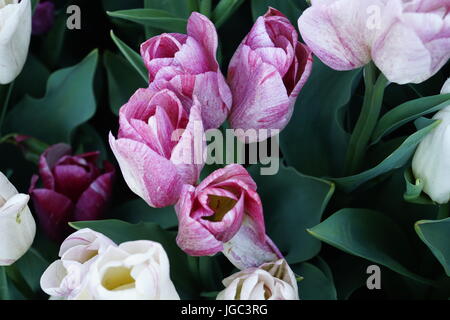 Weiß-rosa Tulpe Blumen unter grünen Blätter im Frühjahr in Tulpe Garten, Istanbul Stockfoto
