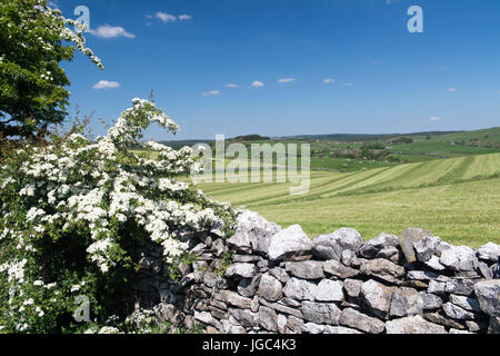 Hochgelegenen Almen in der Nähe von Slaidburn in den Wald von Bowland, Frühsommer. Lancashire, UK. Stockfoto