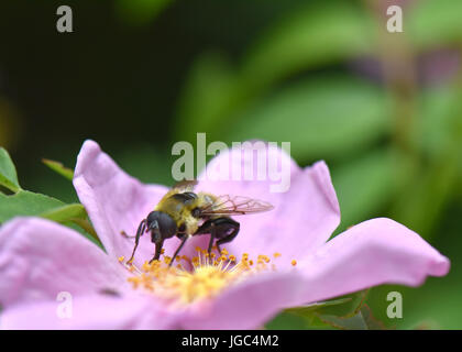 Eine Biene sammelt Pollen von einer Blume Rosa Rugosa. Stockfoto