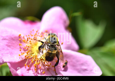 Eine Biene sammelt Pollen von einer Blume Rosa Rugosa. Stockfoto