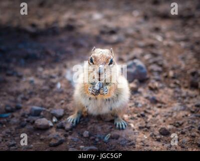 Barbary Ziesel Stockfoto