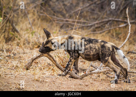 Afrikanischer Wildhund im Krüger-Nationalpark, Südafrika; Specie LYKAON Pictus Familie Canidae Stockfoto