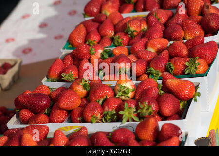 Körbe mit frischen, roten Erdbeeren auf einem Bauernmarkt. Stockfoto