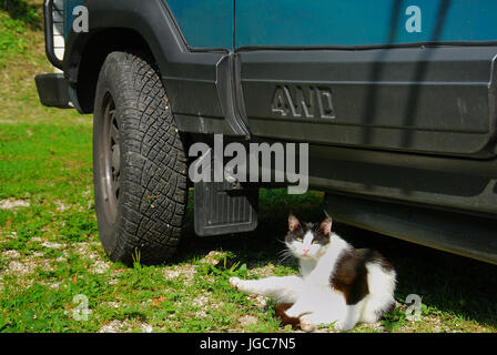 Slowenien, Soca-Tal, Volarje Village, camping Camp Vili. Eine schwarze und weiße Katze in der Nähe von einem 4 Rad Antrieb Lada Niva. Stockfoto