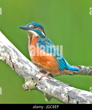 Eisvögel, Alcedo athis Stockfoto