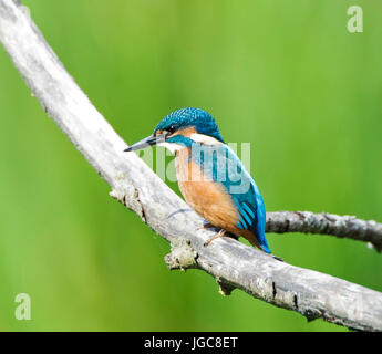 Eisvögel, Alcedo athis Stockfoto